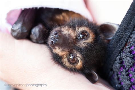 Flying Fox Pup Adorable Fruit Bat With Puppy Like Face