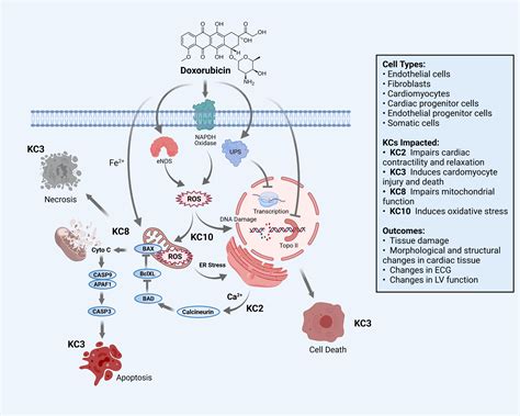 Key Characteristics Of Cardiovascular Toxicants Environmental Health