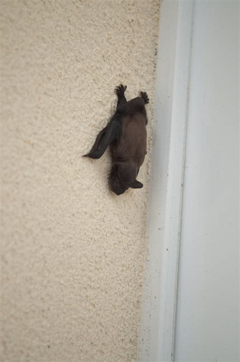 Found a baby bat sleeping outside our house : aww