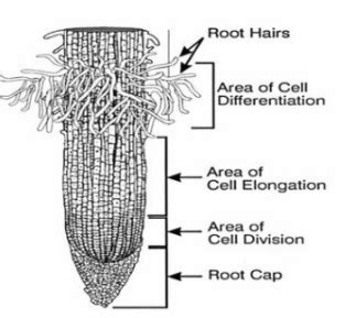 Elongation Meaning