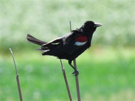 Portland Birder Tricolored Blackbird