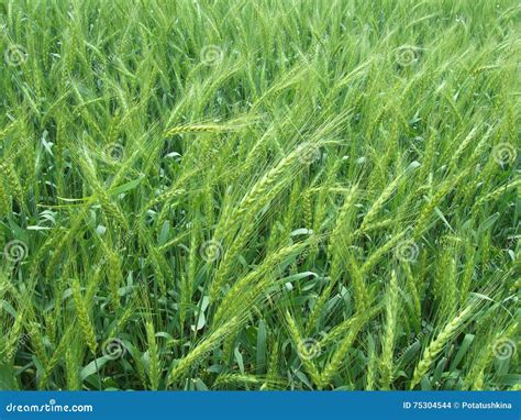 Green Ears Of Rye In The Field Stock Photo Image Of Healthy