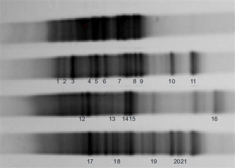 Pcr Polymerase Chain Reaction And Dgge Denaturing Gradient Gel Download Scientific Diagram