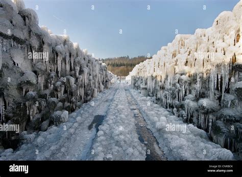 Norway Spruce Picea Abies Storage For Logs After A Storm Loss In