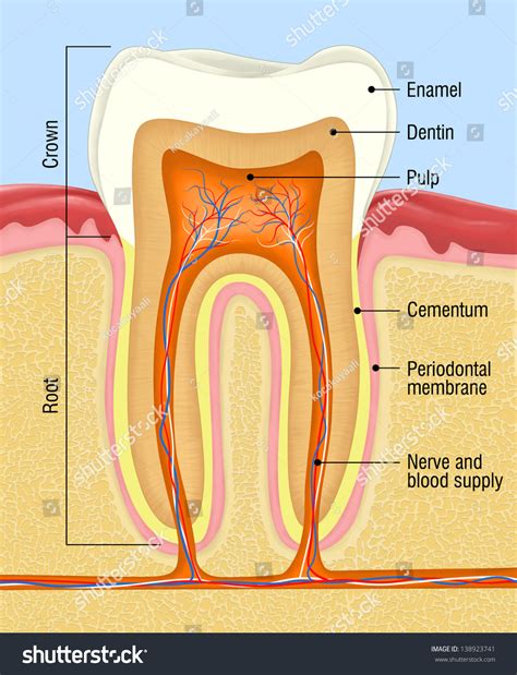 Human Tooth Cross Section Stock Photo Shutterstock