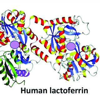 PDF The Biology Of Lactoferrin An Iron Binding Protein That Can Help