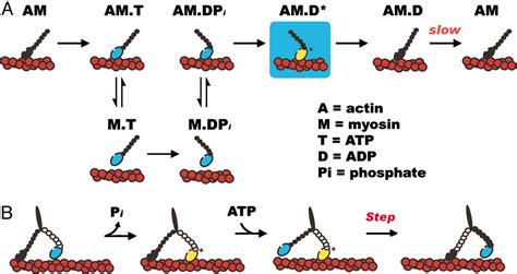 Holding The Reins On Myosin V Pnas