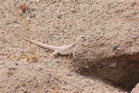 Desert Iguana Lizard Free Photo On Pixabay