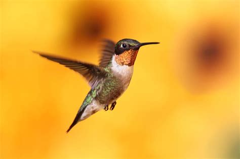 Hummingbirds In Pennsylvania 7 Species To Keep An Eye Out For
