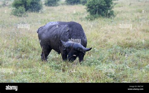 Wild Living Buffalo In Kenyan Savanna Stock Photo Alamy