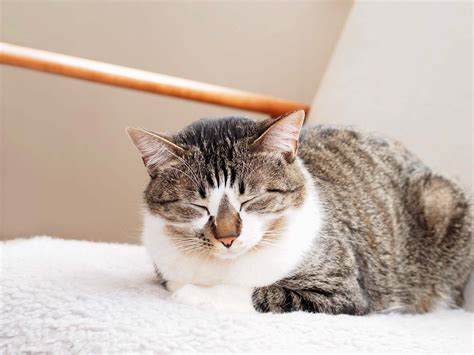 1日の23は眠っている？猫と睡眠のお話｜眠りのレシピ｜nishikawa（西川）公式サイト