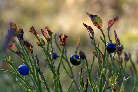 Bilberry - Growing, Pruning and Care