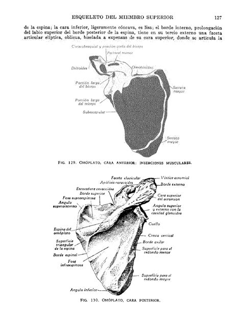 Pdf Tratado De Anatomia Humana Quiroz Tomo I Dokumen Tips