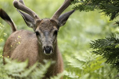 California Mule Deer Sequoia National Forest Including Giant Sequoia