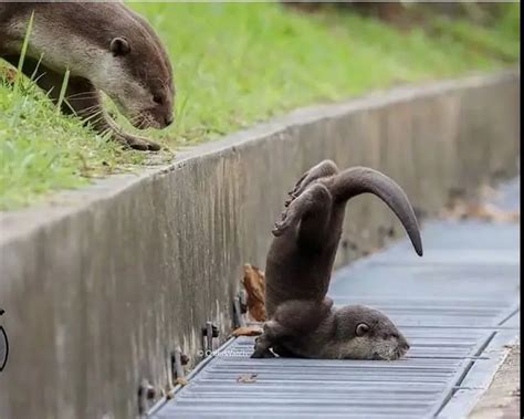 60 Baby otter pictures that will have you smiling on the gloomiest day ...