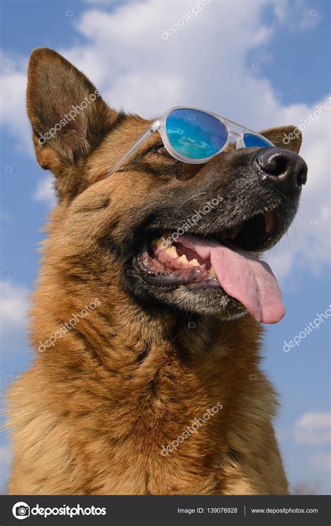 Cool German Shepherd Dog In Mirrored Sunglasses — Stock Photo