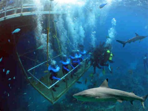 Bear Grylls Adventure Park Set To Open Shark Diving Tank The Dodo