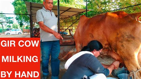 Gir Cow Milking By Hand How To Milk A Cow Youtube