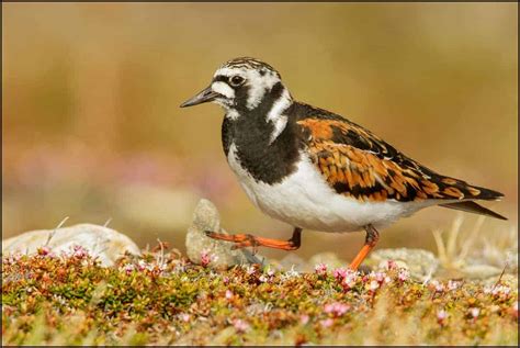 Ruddy Turnstone Focusing On Wildlife