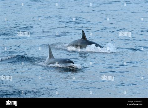 Killer Whales And Dolphins Hi Res Stock Photography And Images Alamy