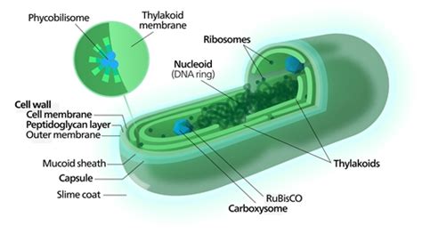 Green Algae Labeled Diagram