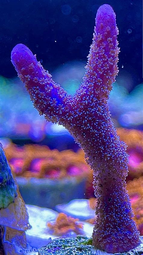 Amazon CoralSLover Live Saltwater Coral Frag Purple Montipora