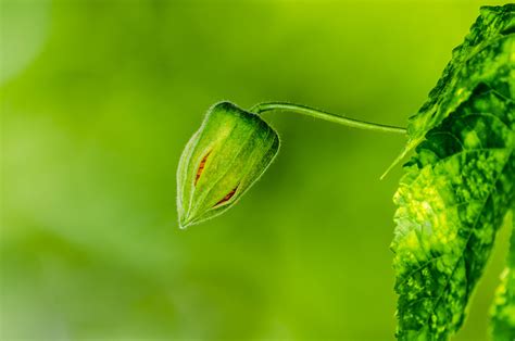 Flower Bud Free Stock Photo - Public Domain Pictures