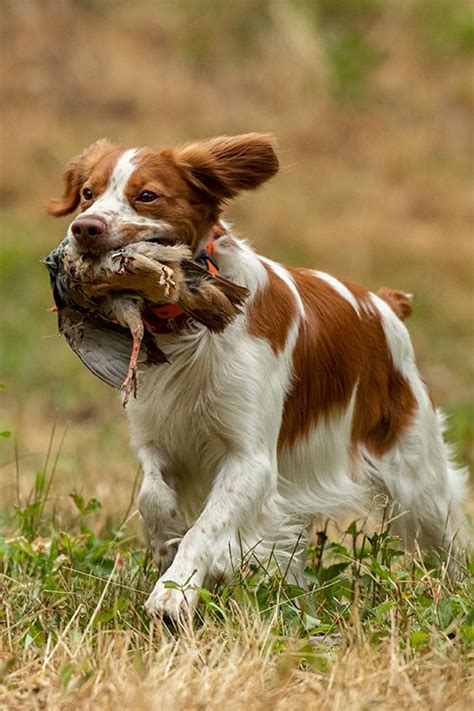 Brittany Dog Breed Information Spaniel Breeds Akc Breeds Cute Dogs