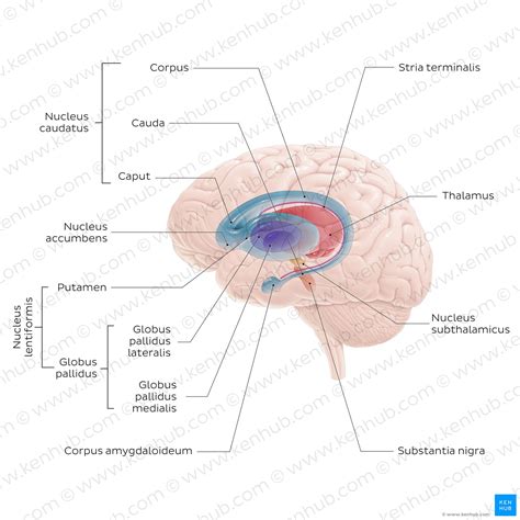 Nucleus Caudatus Anatomie Lage Funktion Kenhub