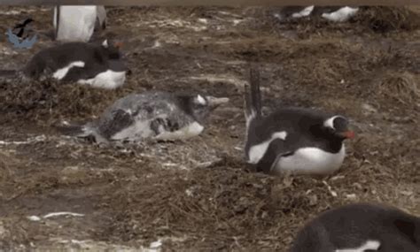 Birds Poop GIF - Birds Poop Funny - Discover & Share GIFs