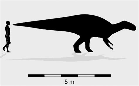 Ornithopods Australian Dinosaurs Broome Trackmakers Dinosaur Coast