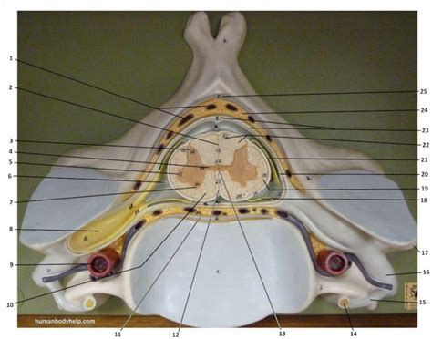 Spinal Cord Transverse Section Human Body Help