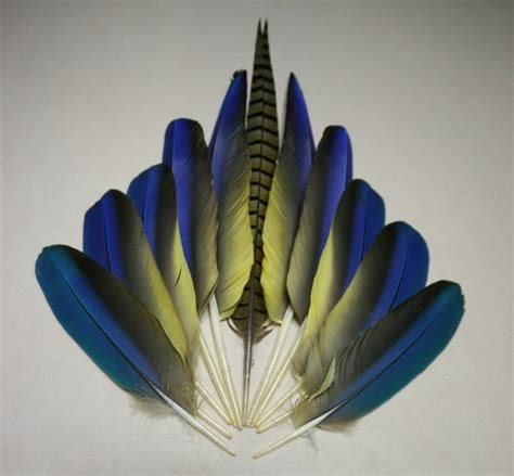 Macaw Feathers - (MP&S) FeatherExchange.com