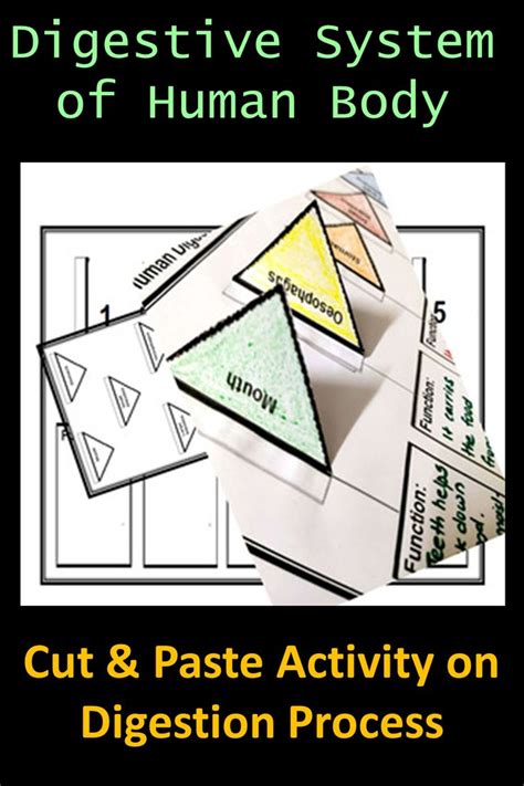 Digestive System Worksheet Cut Paste Digestion Process Interactive