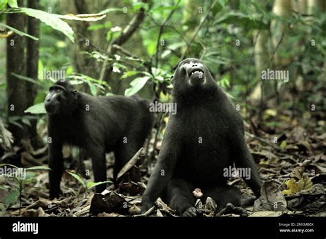 Un Macaco De Cresta Negra Sulawesi Macaca Nigra Mira Hacia Arriba