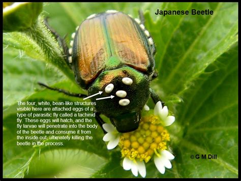 Japanese Beetles Home And Garden Ipm From Cooperative Extension University Of Maine