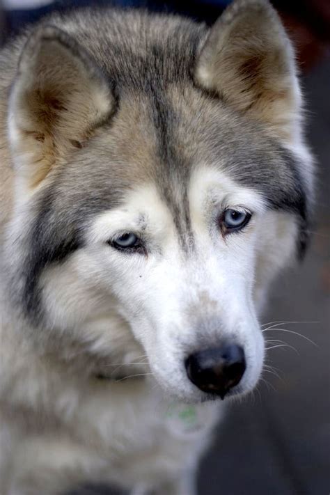 Sad And Lonely Dog Stock Photos Image 1139953