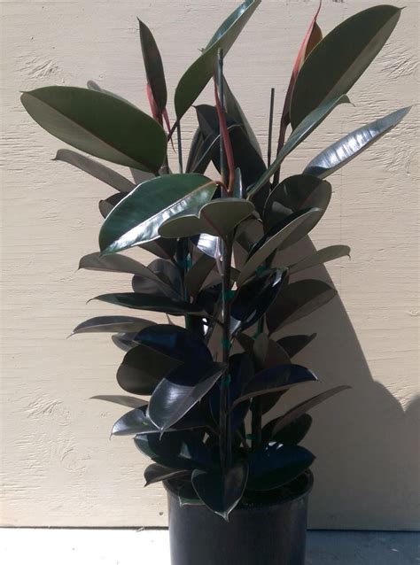 Ficus Elastica Burgundy Decora Plant In 10 Pot About 30 Tall Nice