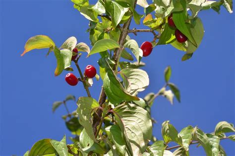 Cherry Tree Fruits Cherries - Free photo on Pixabay - Pixabay