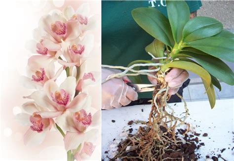 Orchidee Come Fare Potature E Rinvasi DidiDonna Orchidea Cura