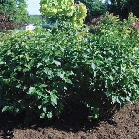 New Age Lavender Syringa Bloomables