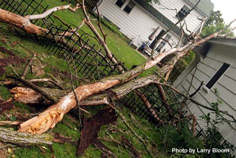 Wild Storm Takes Down Trees Highland Park IL Patch