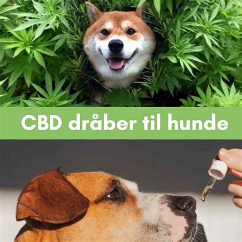 Cbd Dr Ber Til Hunde Beroligende Og Smertelindrende Furca