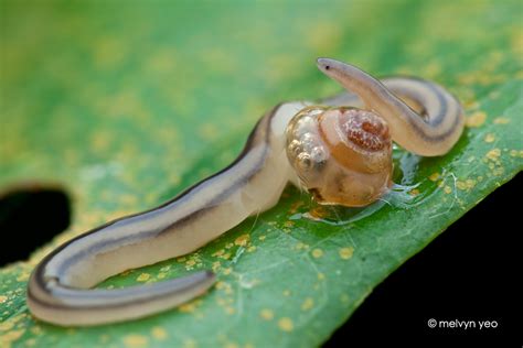 Terrestrial Ribbon Worm by melvynyeo on DeviantArt