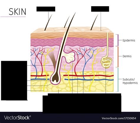 SKIN Diagram | Quizlet