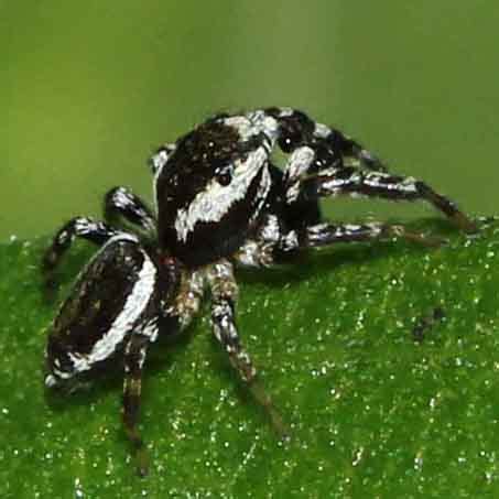 Jumping Spider Pelegrina Proterva BugGuide Net