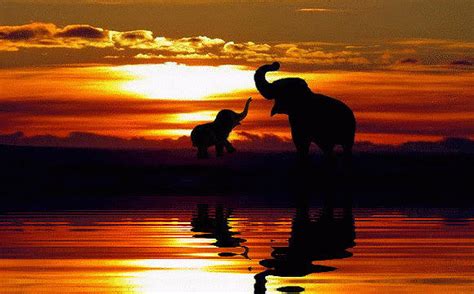 Elephant Baby Sunset Photograph by Leslie Collins