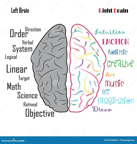 Funciones Izquierda Derecha Del Cerebro Humano Ilustraci N Del Vector