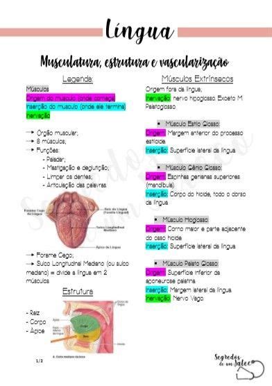 Resumo De Anatomia TPONEA