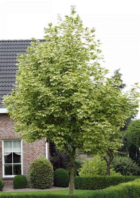 Клен остролистный "Друммонди"(Acer platanoides 'Drummondii')
